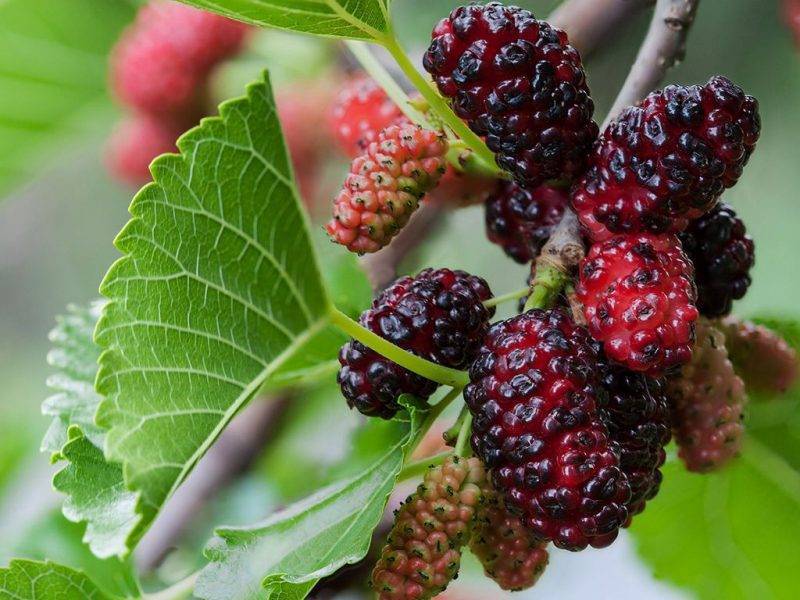 Шелковица купить саженцы из питомнике в Твери