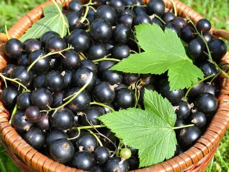 Смородина купить саженцы из питомника в Твери