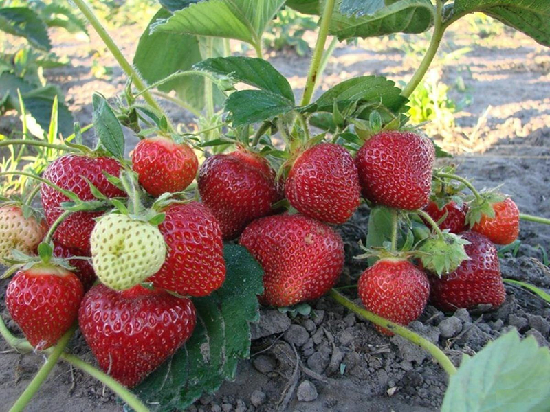 Клубника купить саженцы из питомника в Твери