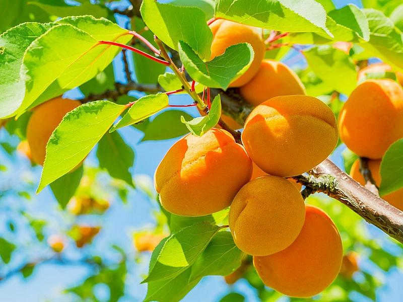 Абрикос купить саженцы из питомнике в Твери