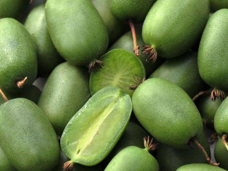 Актинидия купить саженцы из питомнике в Твери