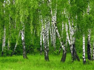 БЕРЁЗА обыкновенная