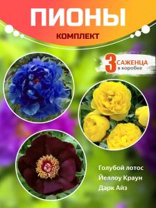Пион корни комплект: Голубой Лотос, Йеллоу Краун, Дарк Айз